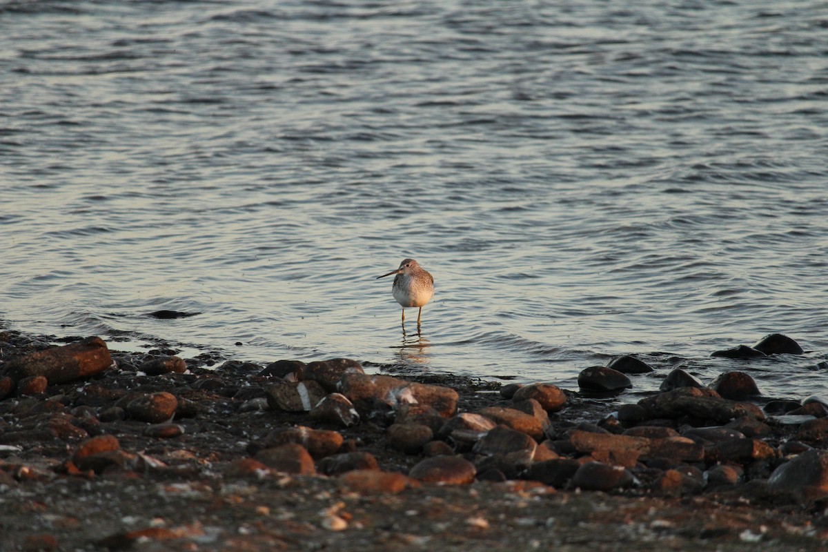 Greater Yellowlegs - ML628873513