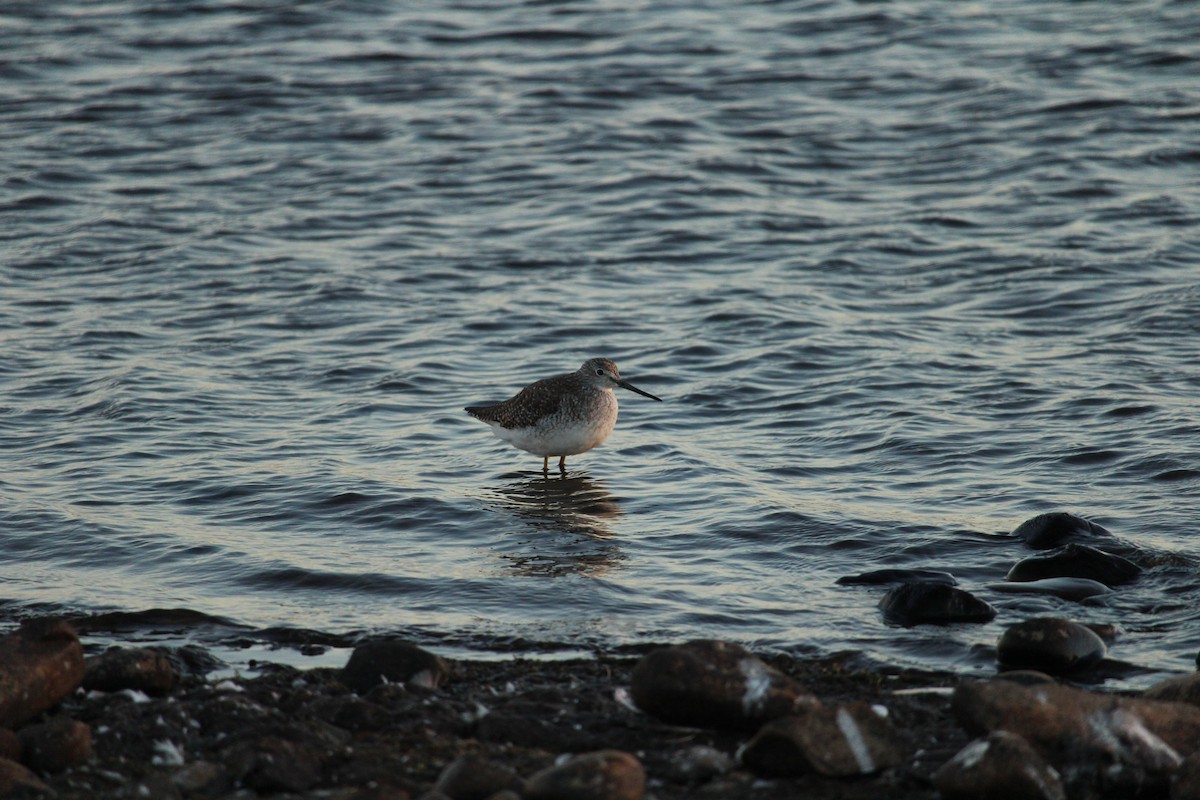 Greater Yellowlegs - ML628873514