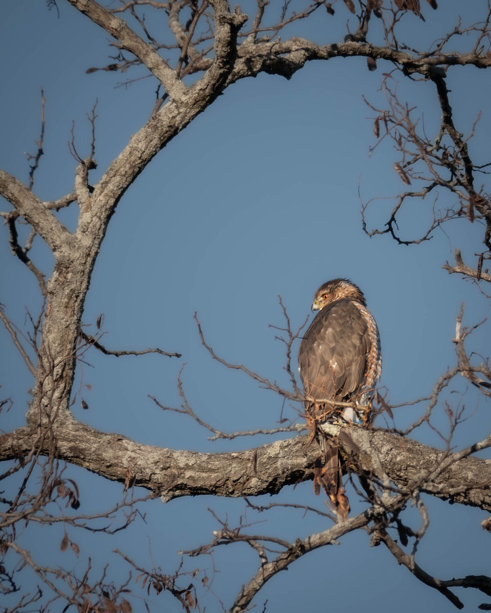 Cooper's Hawk - ML628873785
