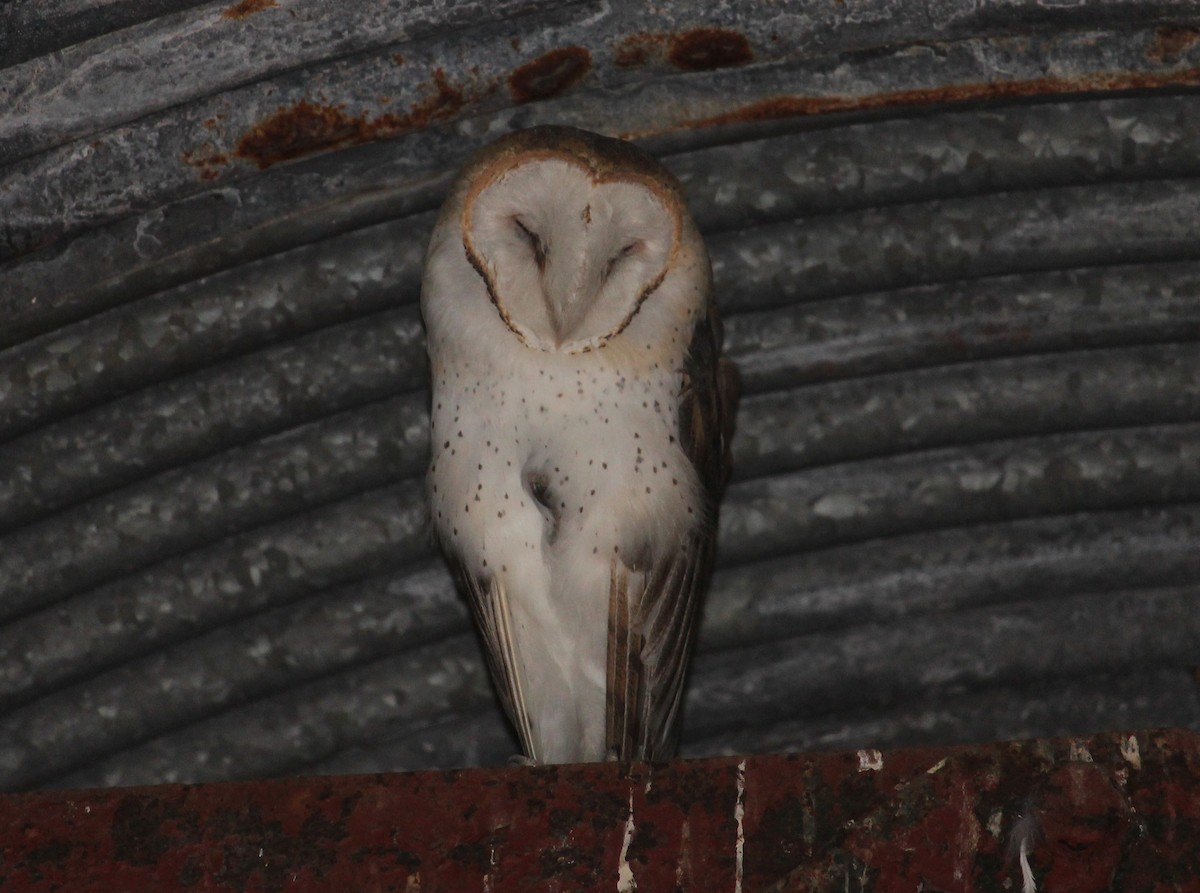 American Barn Owl - ML628873952