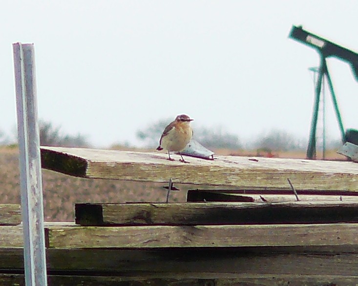 Northern Wheatear - ML628873986