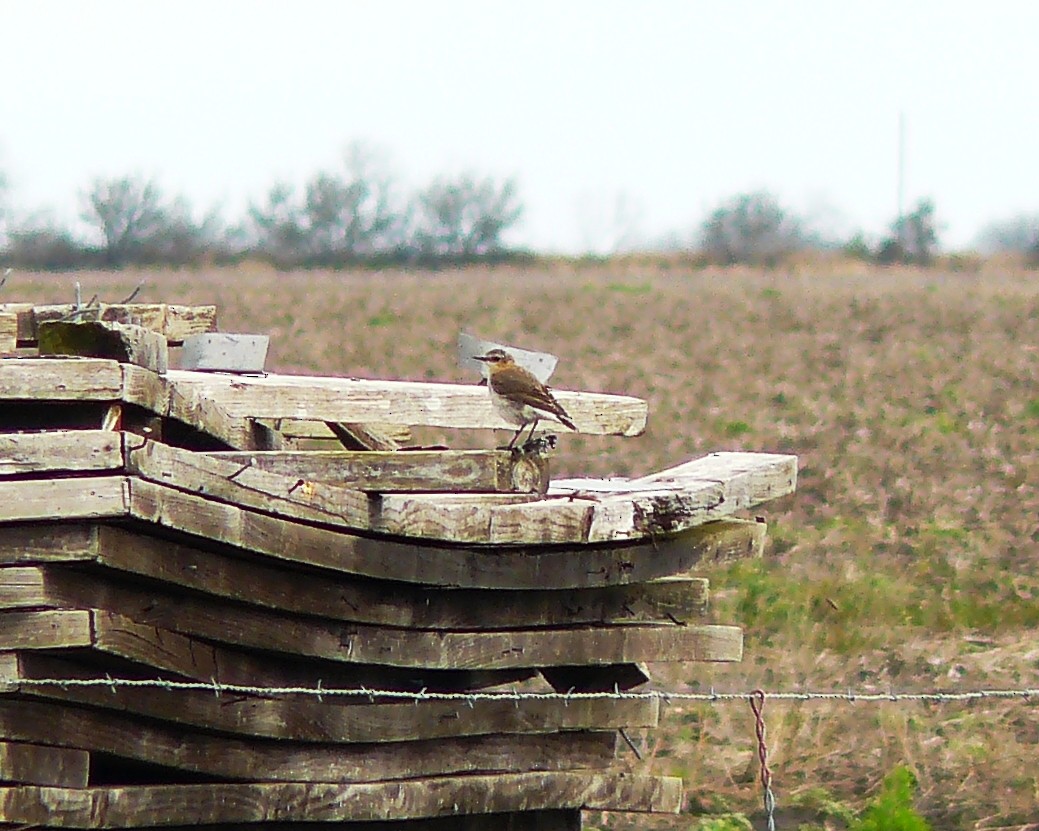 Northern Wheatear - ML628873991