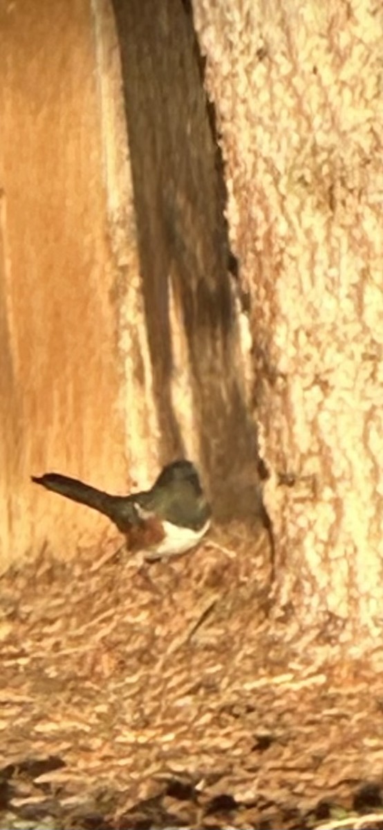 Spotted Towhee - ML628874031