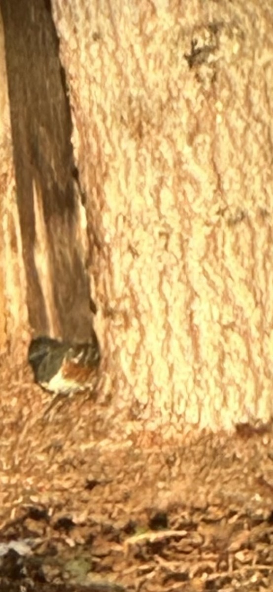 Spotted Towhee - ML628874032