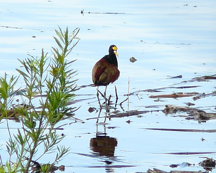 Northern Jacana - ML628874078