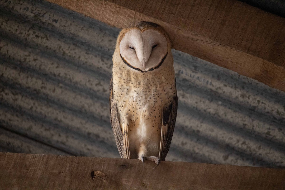 American Barn Owl - ML628874128