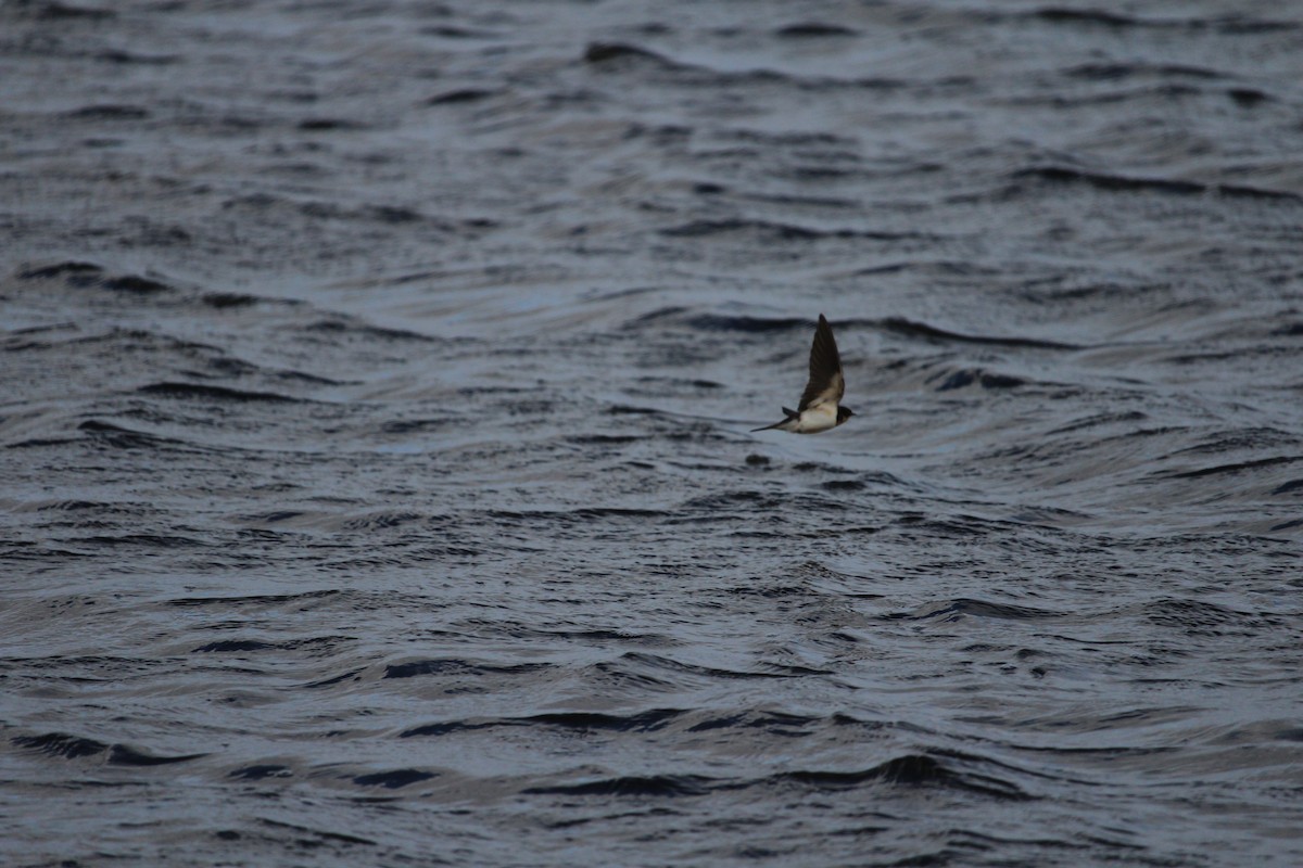 Barn Swallow - ML628874313