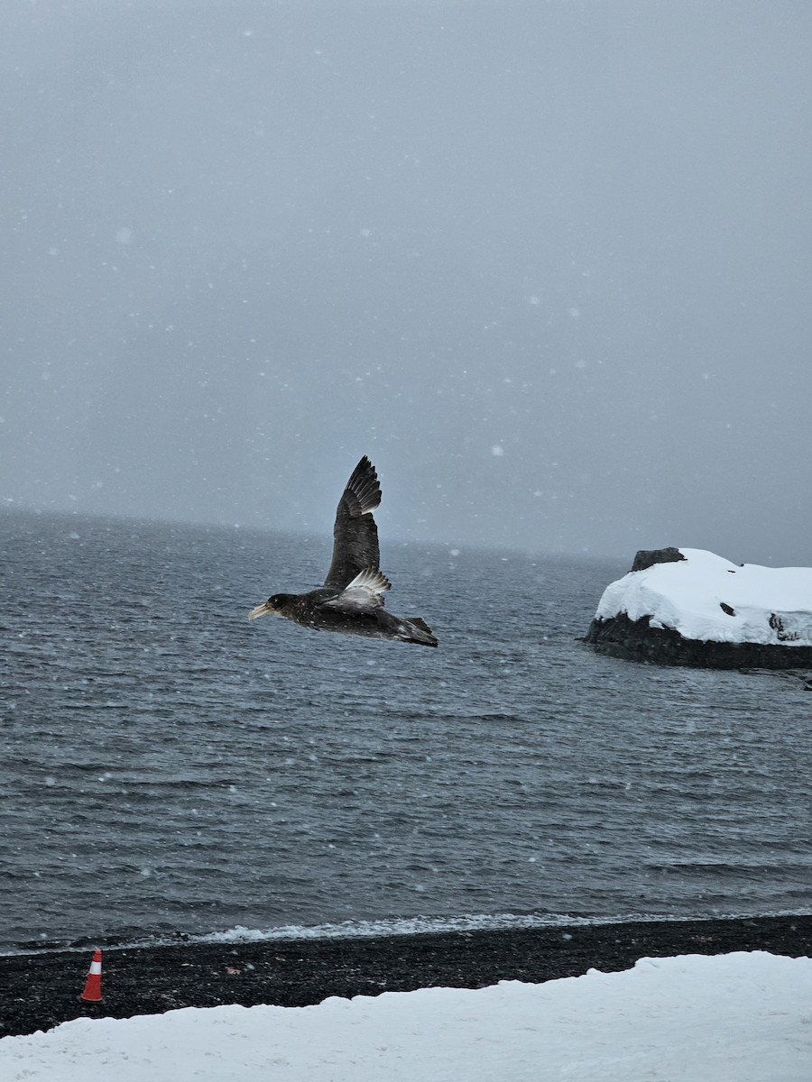 Southern Giant-Petrel - ML628874332