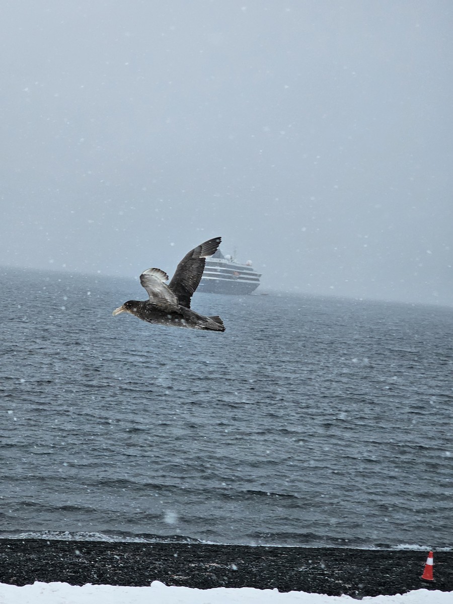 Southern Giant-Petrel - ML628874430