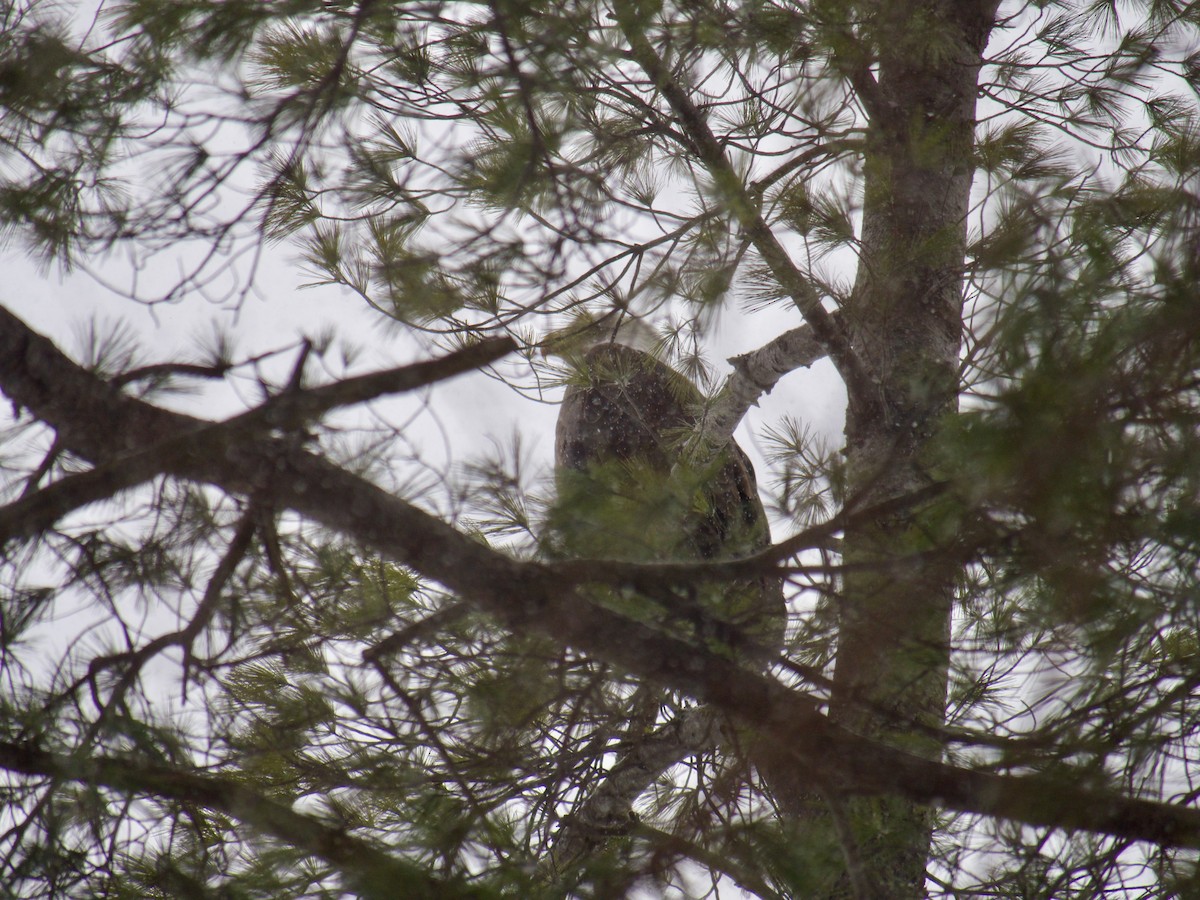 Bald Eagle - ML628874453