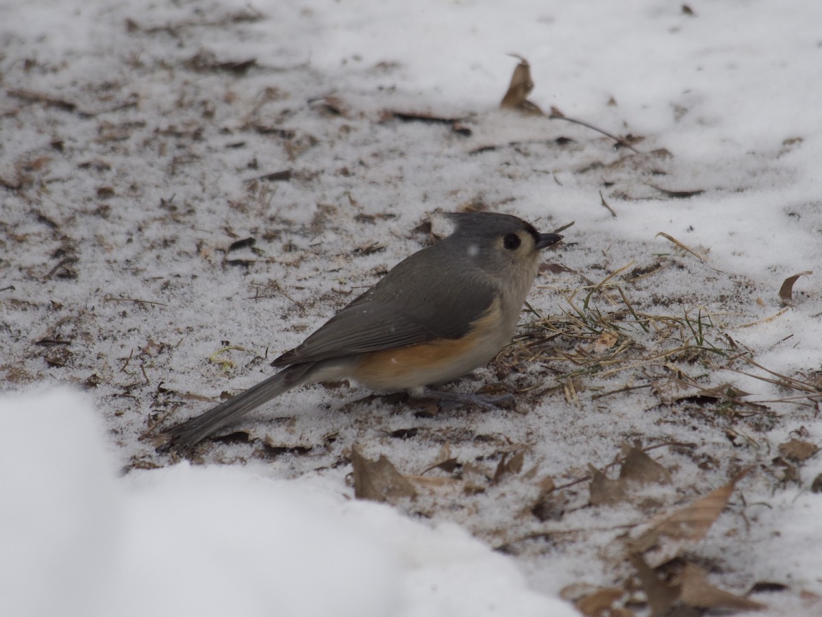 Tufted Titmouse - ML628874655