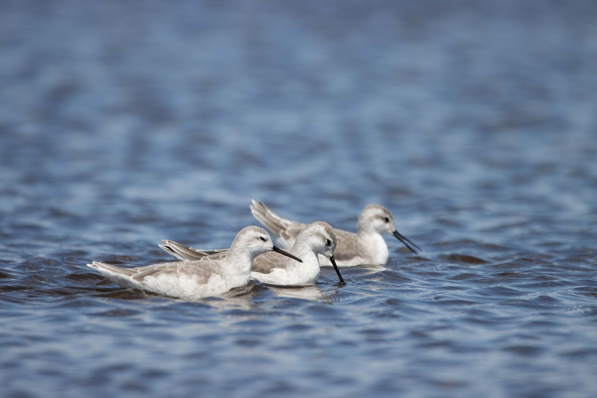 Wilson's Phalarope - ML628874669