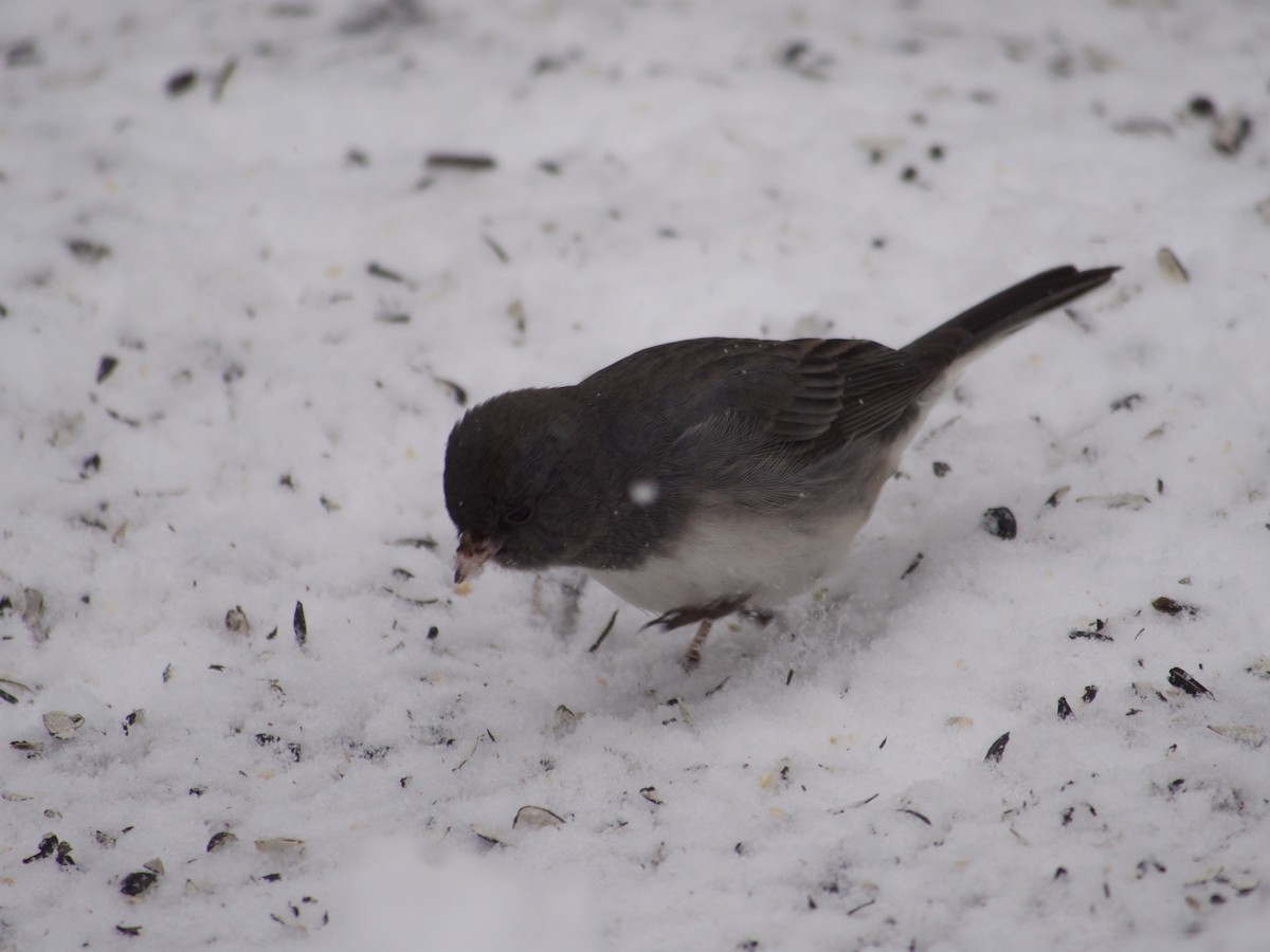 Dark-eyed Junco - ML628874677