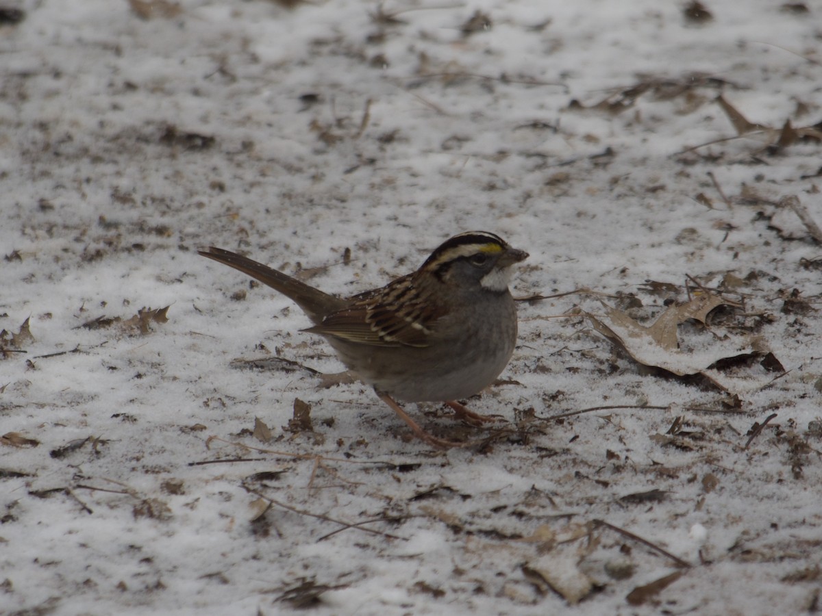 White-throated Sparrow - ML628874692