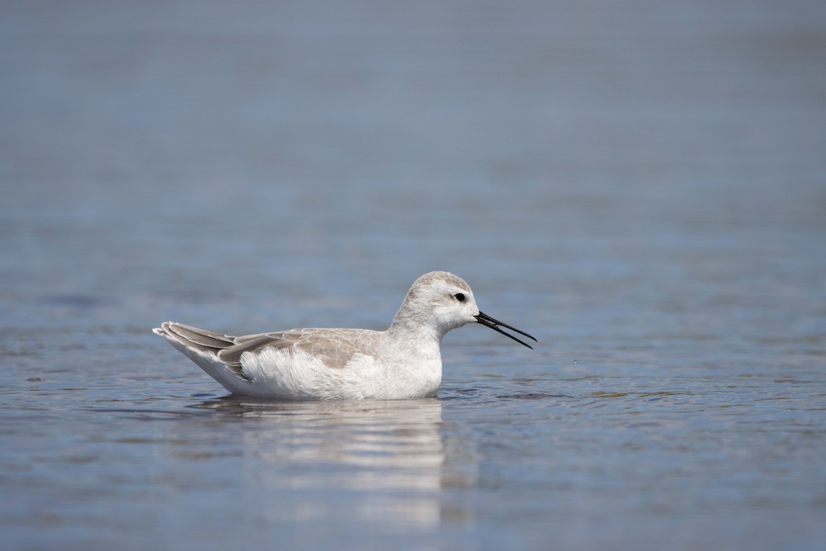 Wilson's Phalarope - ML628874760