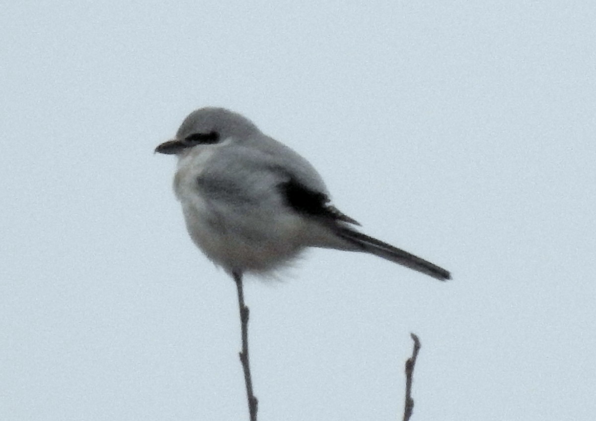 Northern Shrike - ML628874811