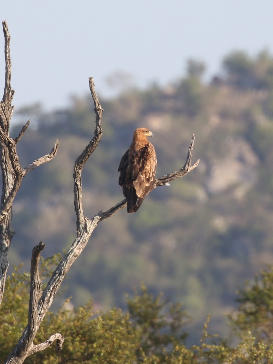 Tawny Eagle - ML628874858