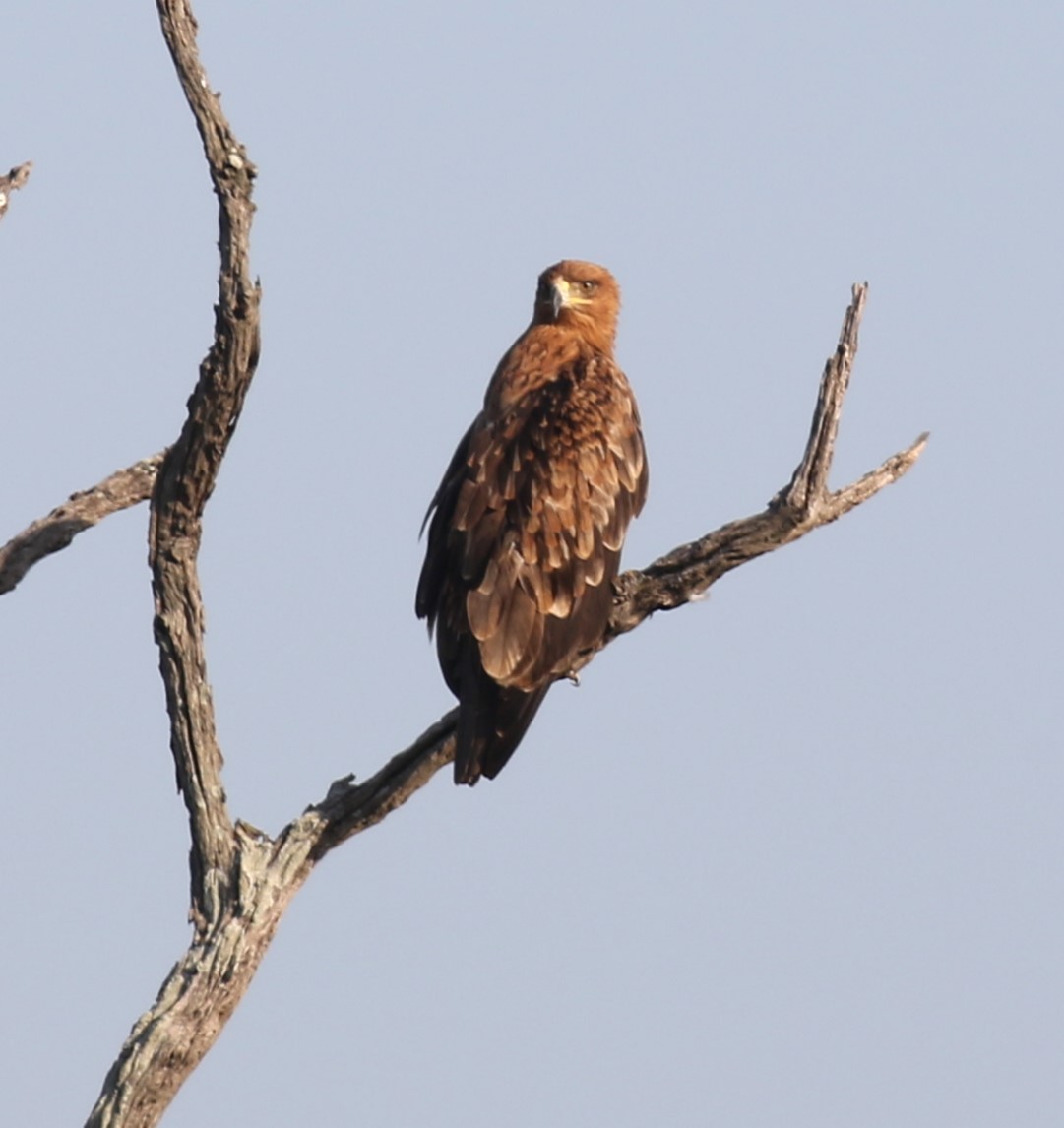 Tawny Eagle - ML628874859