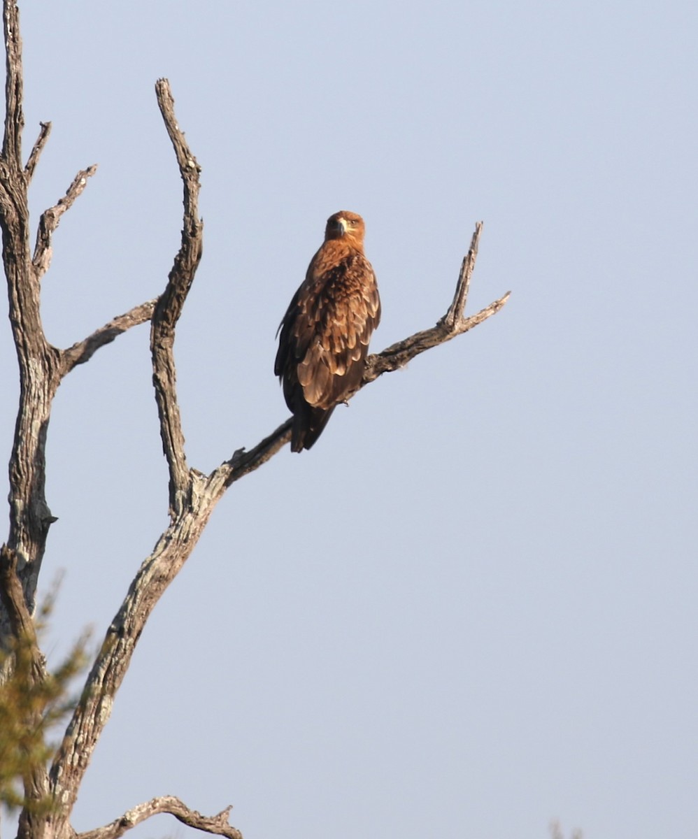 Tawny Eagle - ML628874860