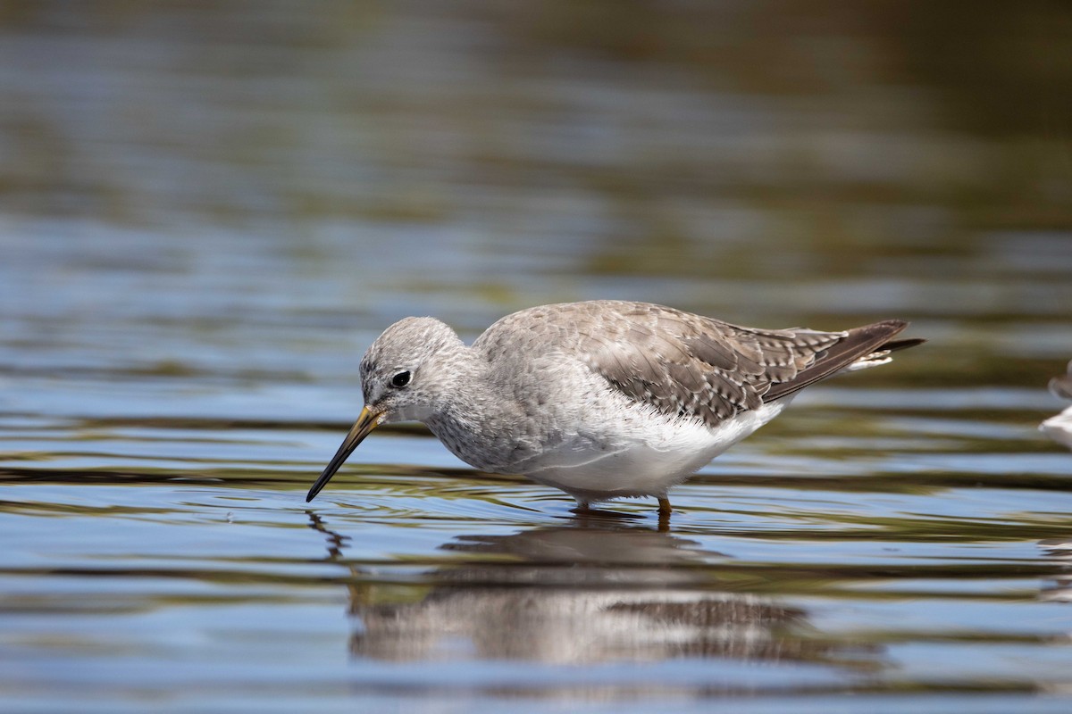 Lesser Yellowlegs - ML628874879