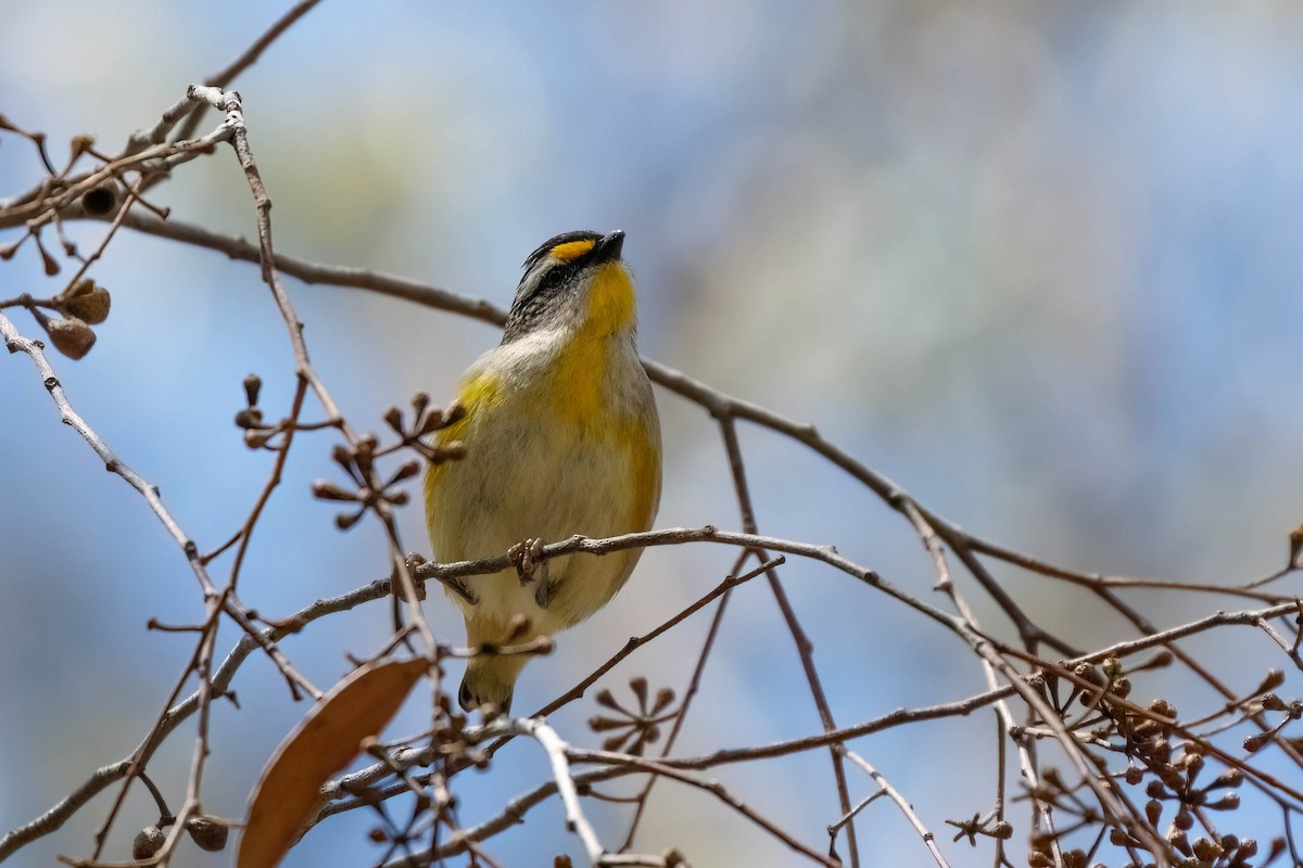 Striated Pardalote - ML628875047