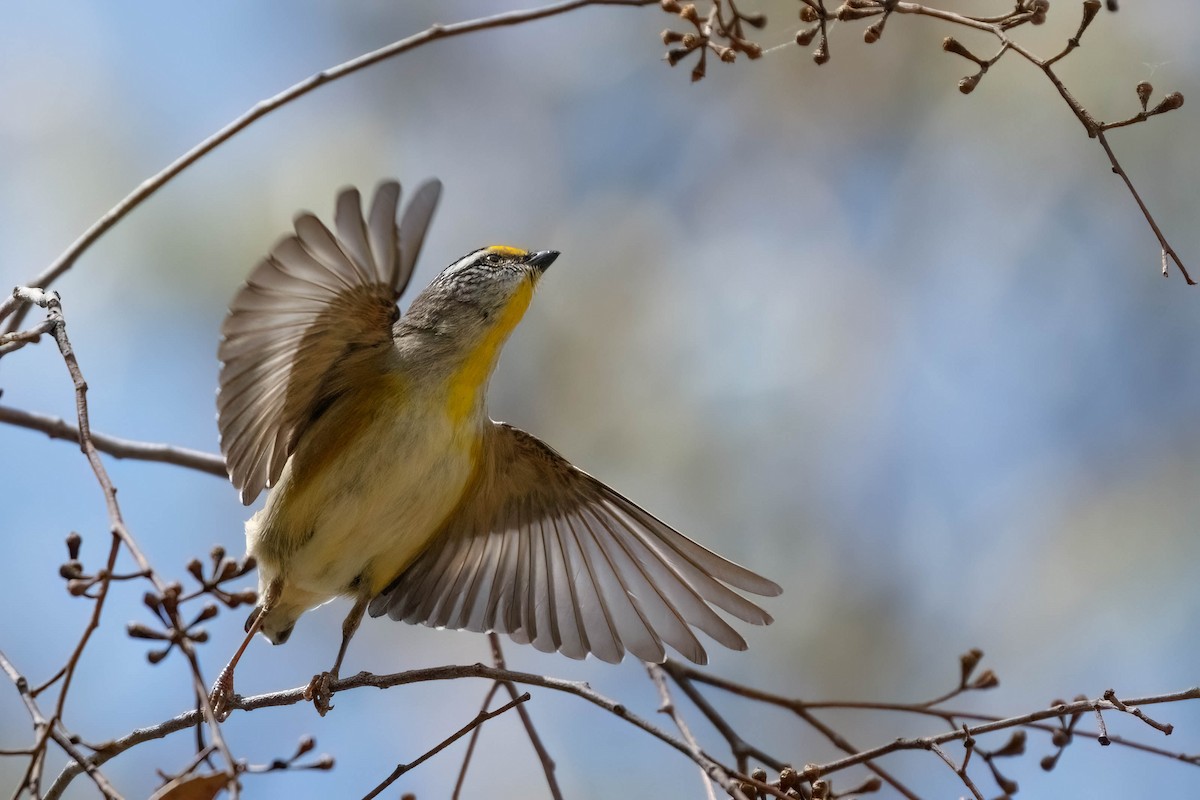 Striated Pardalote - ML628875048