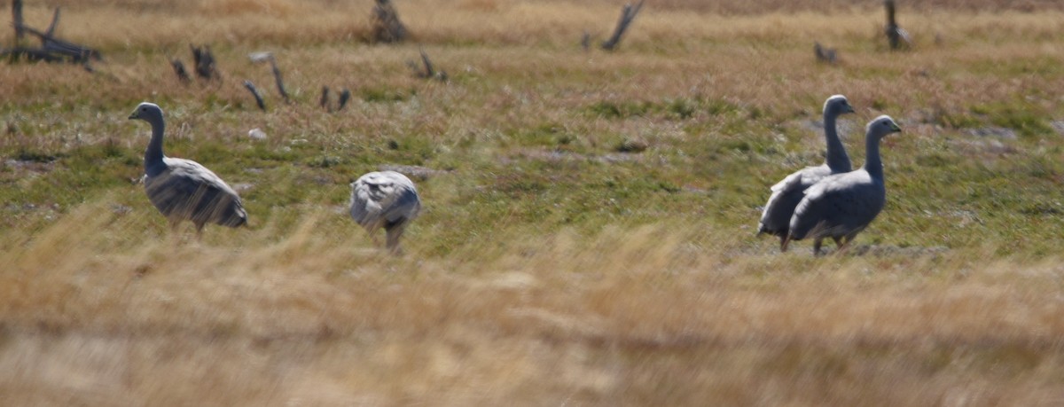 Cape Barren Goose - ML628875102
