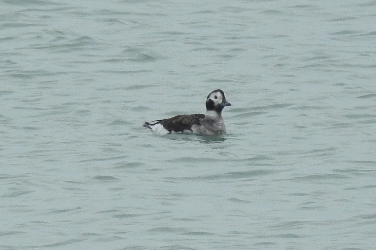 Long-tailed Duck - ML628875414