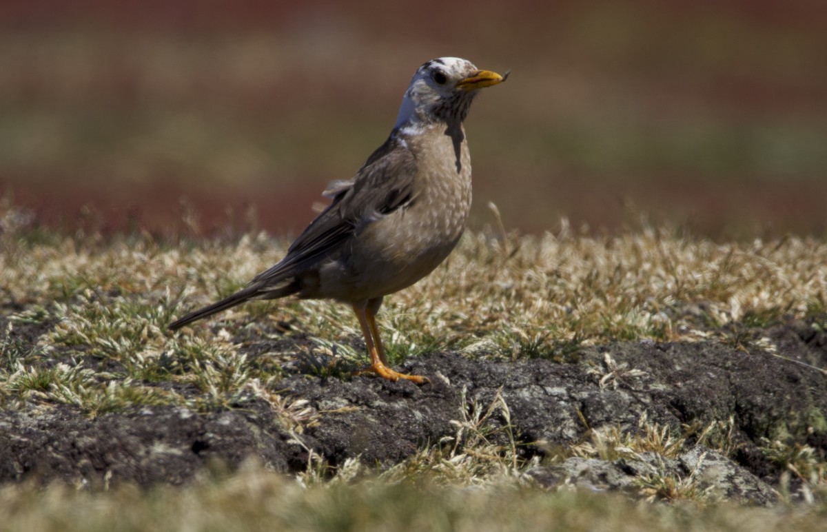 Austral Thrush - ML628875449