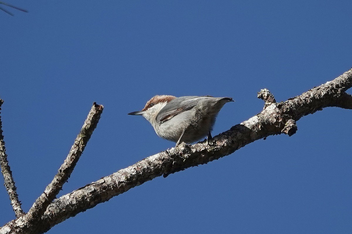 Brown-headed Nuthatch - ML628875718