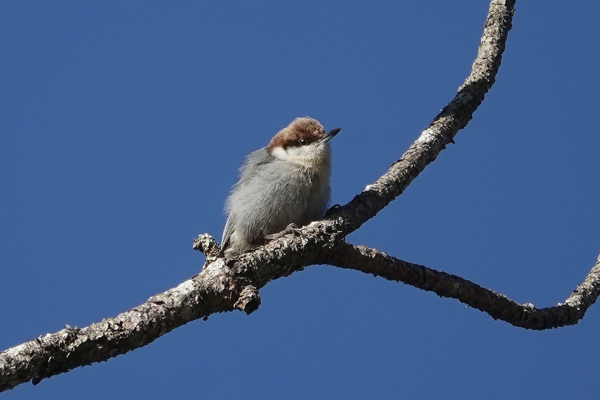 Brown-headed Nuthatch - ML628875745