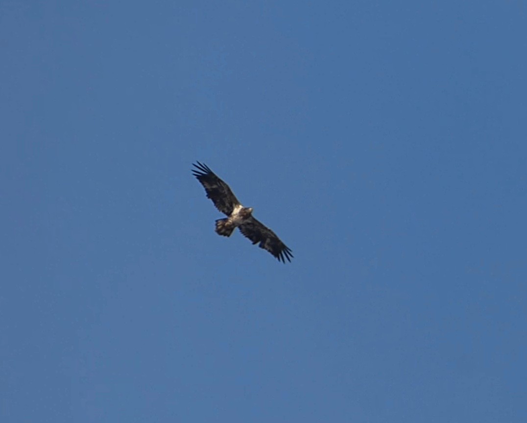 Bald Eagle - ML628875763
