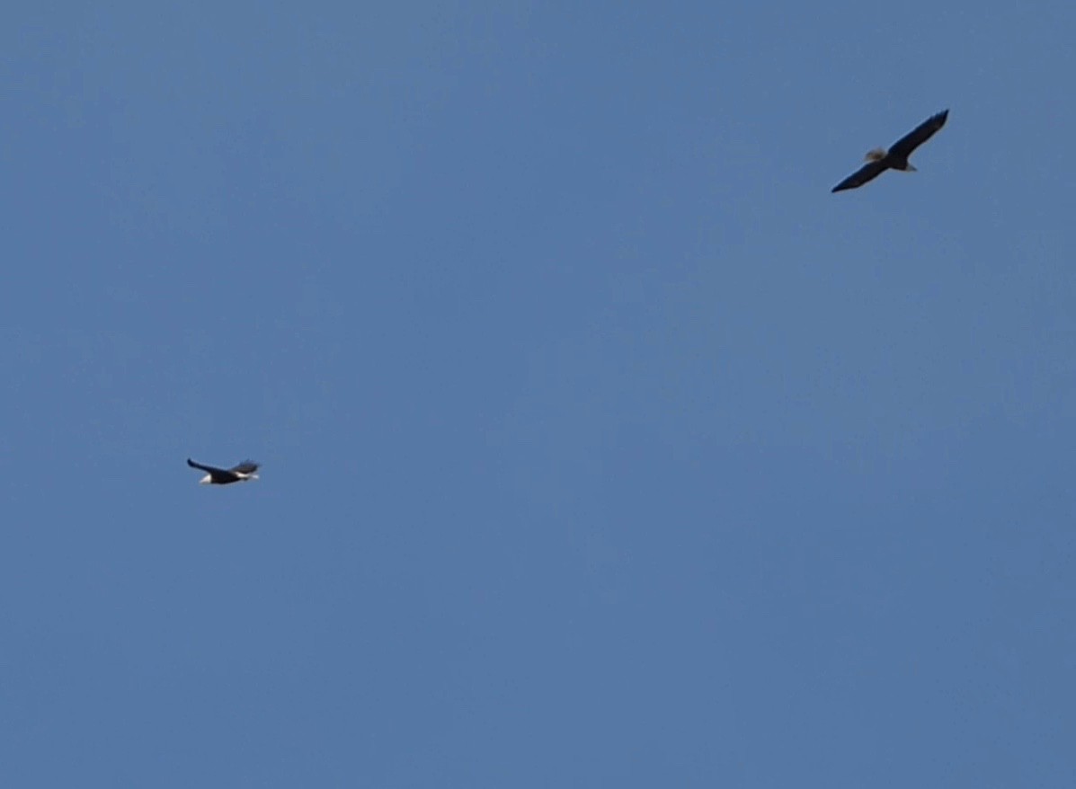 Bald Eagle - ML628875767