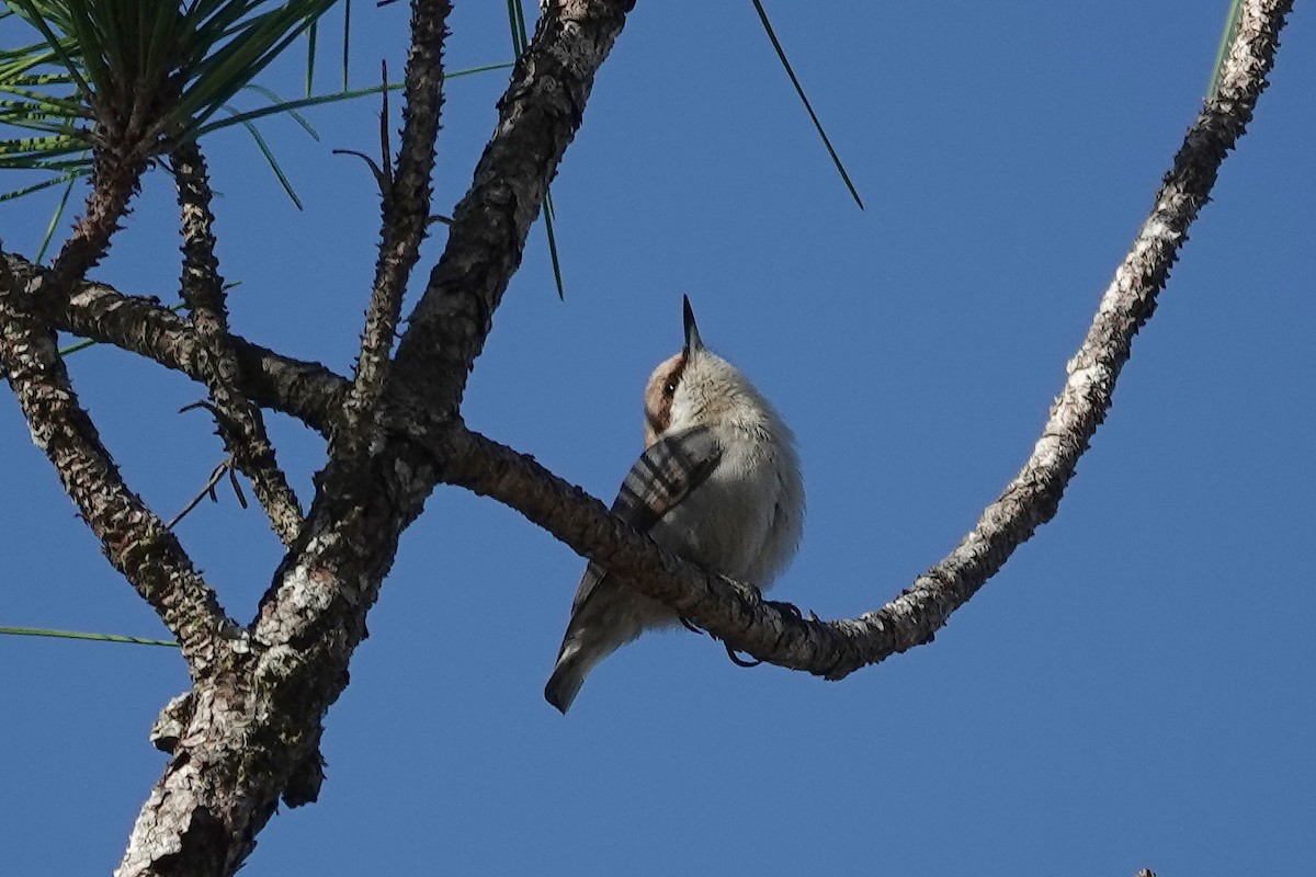 Brown-headed Nuthatch - ML628875771