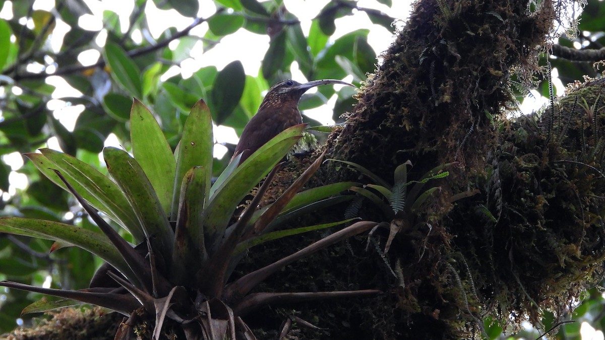 Greater Scythebill - ML628875864
