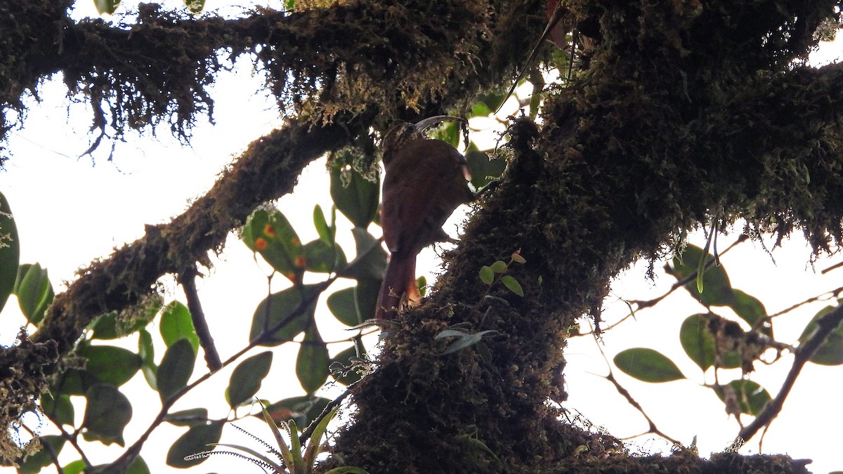 Greater Scythebill - ML628875865