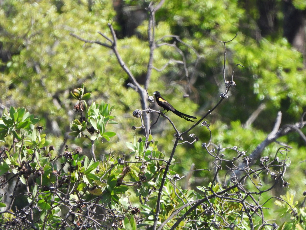Marsh Widowbird - ML628875992