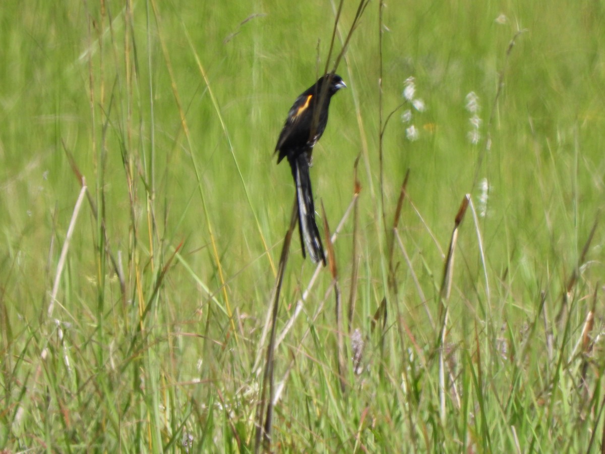 Marsh Widowbird - ML628875993