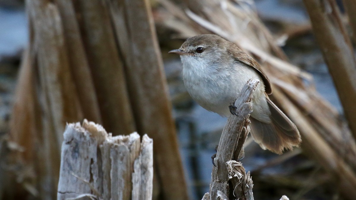 Lesser Swamp Warbler - ML628876106