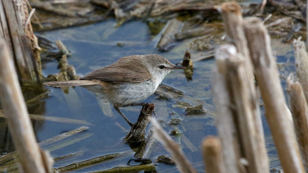 Lesser Swamp Warbler - ML628876107