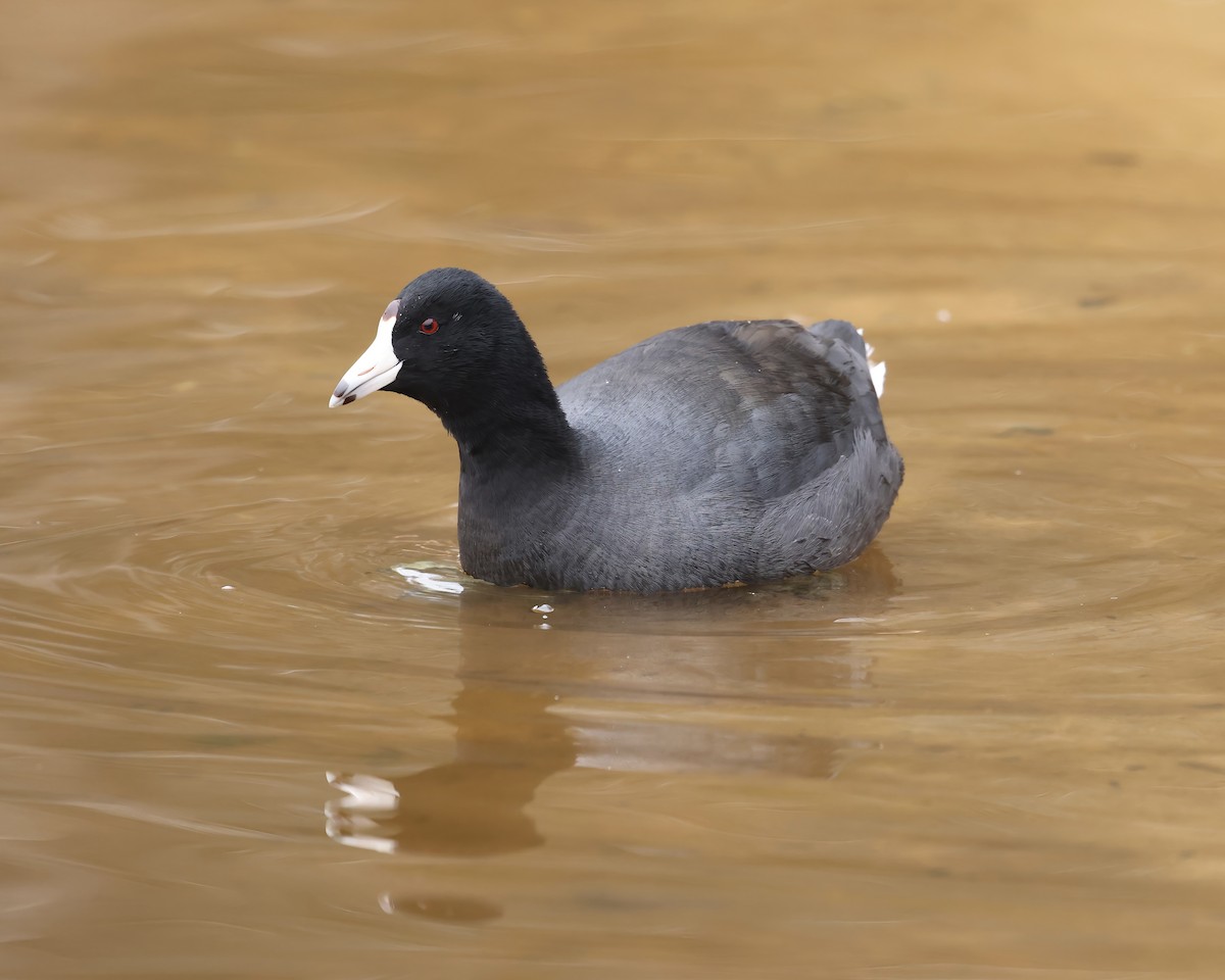 American Coot - ML628876265