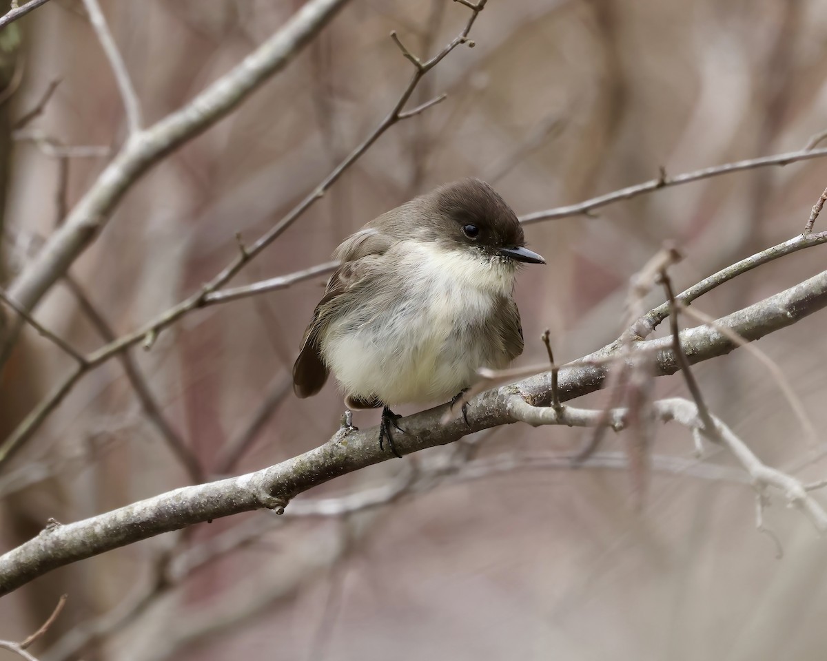 Eastern Phoebe - ML628876339