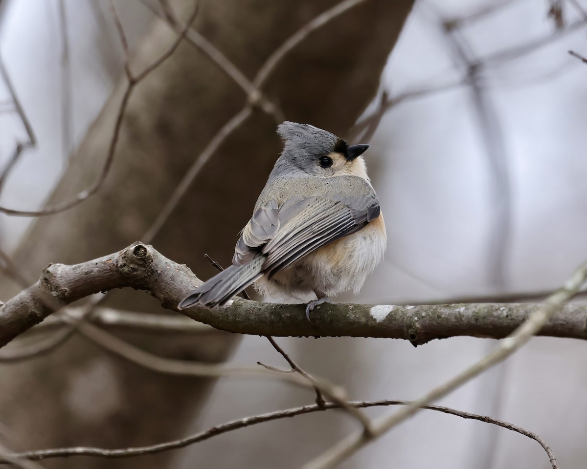 Tufted Titmouse - ML628876392