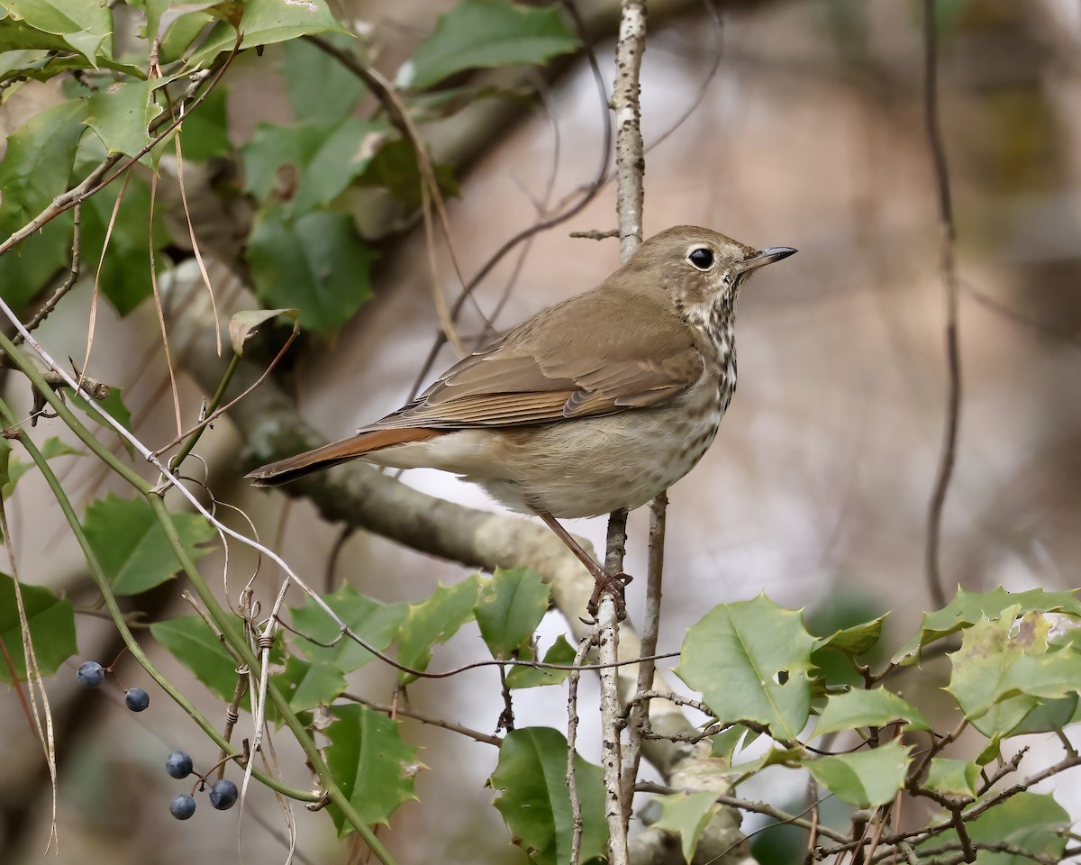Hermit Thrush - ML628876415