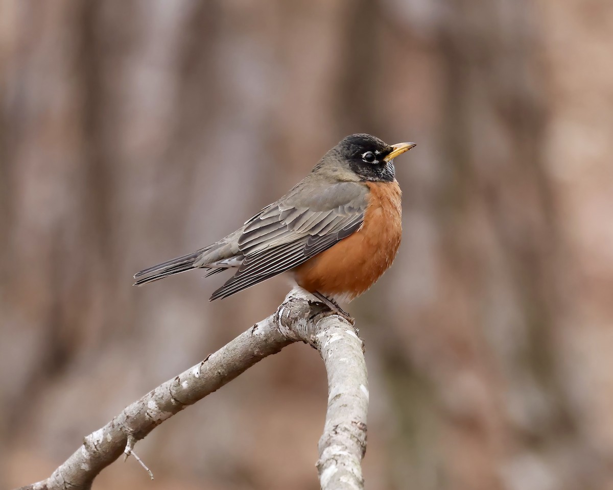 American Robin - ML628876425
