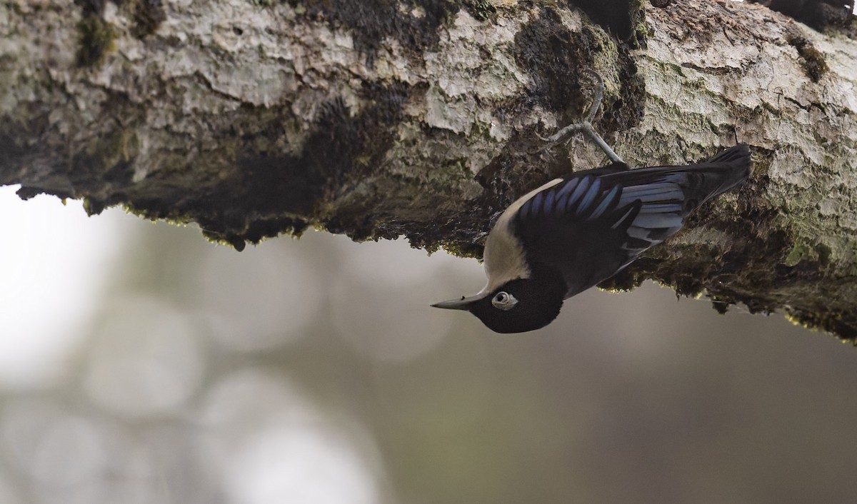 Blue Nuthatch - ML628876464