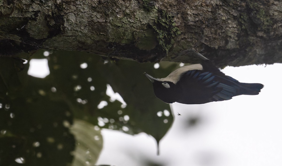 Blue Nuthatch - ML628876465