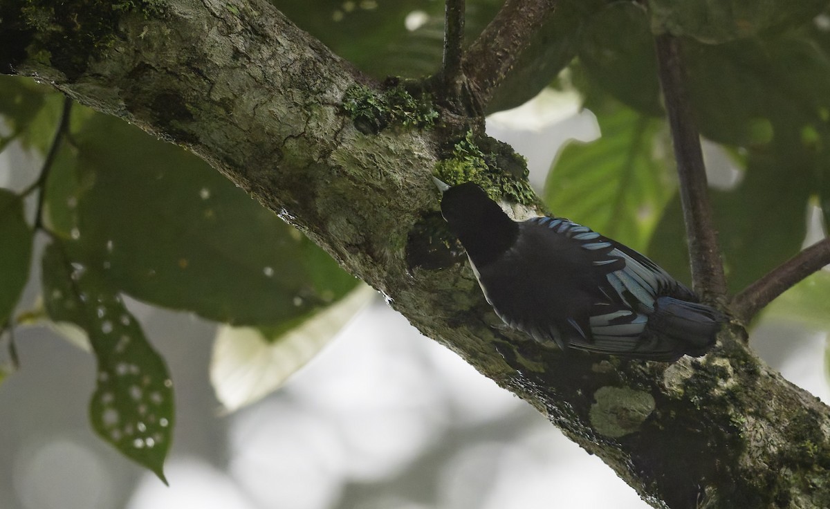 Blue Nuthatch - ML628876466