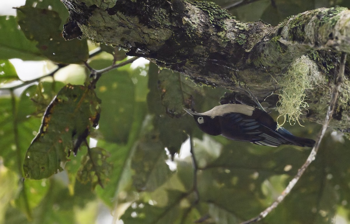 Blue Nuthatch - ML628876467