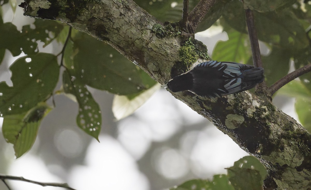 Blue Nuthatch - ML628876468